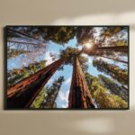 ΕΚΤΥΠΩΣΗ ΑΦΙΣΑΣ / CANVA ΔΑΣΟΣ FOREST 648