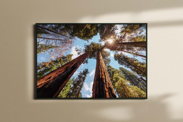 forest648