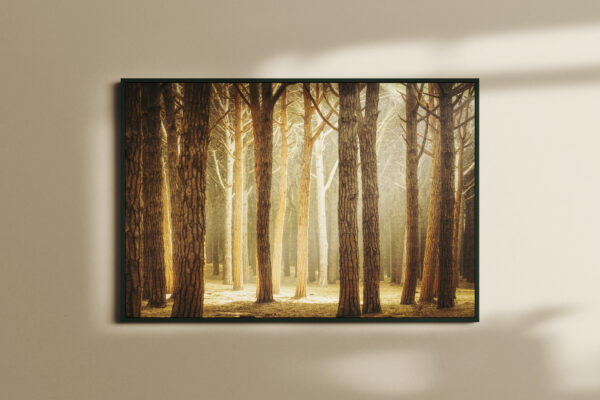 forest649