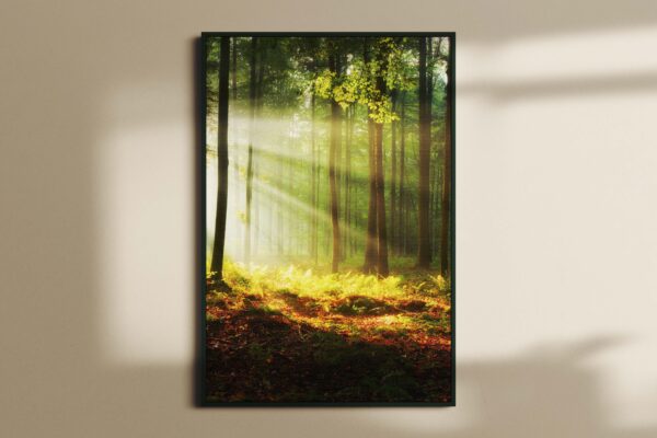 forest650