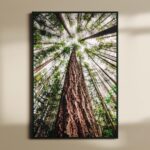 ΕΚΤΥΠΩΣΗ ΑΦΙΣΑΣ / CANVA ΔΑΣΟΣ FOREST 651