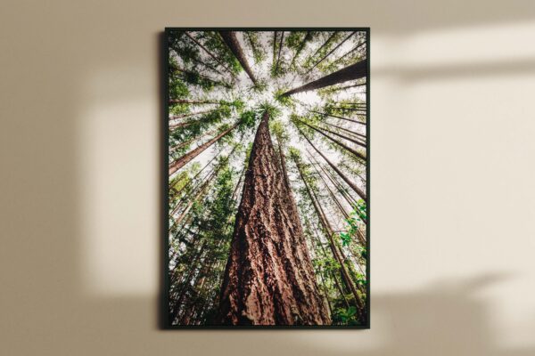 forest651